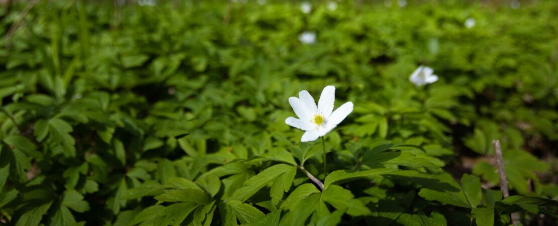image-2853